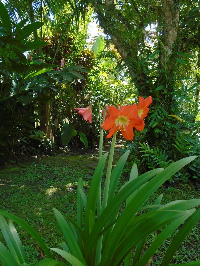 J And H Garden Cabinas Bocas Town Exterior foto